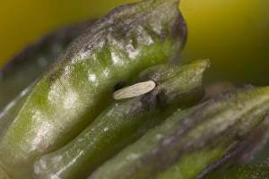 Images Dated 22nd March 2005: Chiastocheta fly's egg against a fruit of European Globe Flower