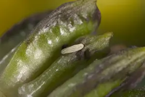 Chiastocheta fly's egg against a fruit of European Globe Flower
