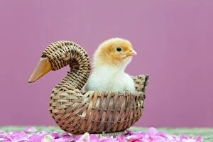 Chick in basket