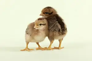 Baby Animal Prints: CHICK - Chicks standing together