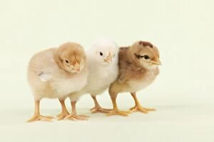 CHICK - Chicks standing together