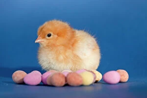 Images Dated 3rd March 2007: Chick with chocolate eggs - UK