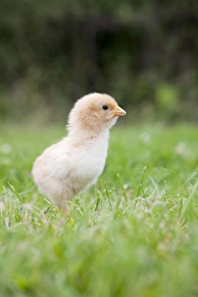 Images Dated 15th July 2008: Chick - Cornwall - UK