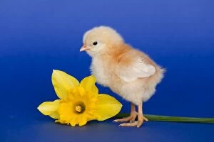 Images Dated 3rd March 2007: Chick with daffodil - UK
