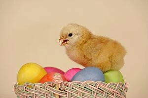 Chick - a few days old, sitting on Easter basket