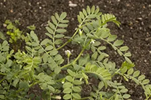 Chick pea in flower (Cicer arietinum). Widespread crop in warmer parts of the world