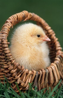 <b class=qtipBold><figcaption>Chick in small basket</figcaption></b><br>ME-1235 Chick in small basket Johan De Meester Please note that prints are for personal display purposes only and may not be reproduced in any way.<br><em>© Johan De Meester / ardea.com</em> Chick in small basket