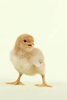 Baby Animal Prints: Chick - standing