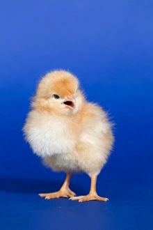 Images Dated 3rd March 2007: Chick - UK