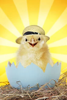 Straw Gallery: Chick wearing straw hat emerging from egg shell