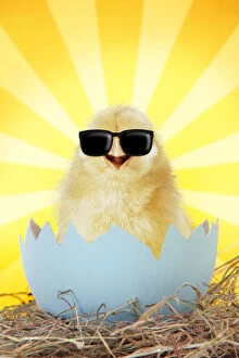 Chick wearing sun glasses emerging from egg shell