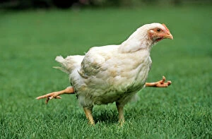 Bizarre Collection: Chicken - 4 legged chicken running through grass