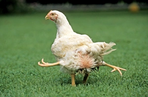 Chicken in grass
