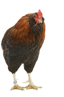 Chicken - Araucana / South American Rumpless - in studio