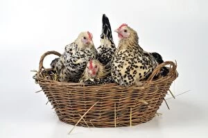 CHICKEN - Belgian bantams sitting in a basket