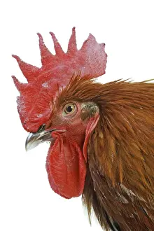Chickens Prints: Chicken - Black copper Maran in studio