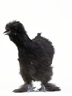 Images Dated 21st October 2015: Chicken Black Silkie