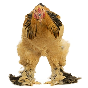 Chickens Collection: Chicken - Buff Brahama