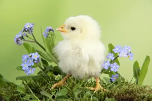 Chicken - chick