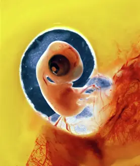 Eggs Prints: Chicken chick - 6 day old embryo in egg