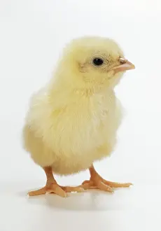 Chicken Chick