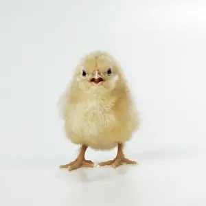 Chicken Chick