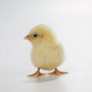 <b class=qtipBold><figcaption>CHICKEN - chick</figcaption></b><br>JD-16889 CHICKEN - chick studio shot John Daniels Please note that prints are for personal display purposes only and may not be reproduced in any way.<br><em>© John Daniels / ardea.com</em> CHICKEN - chick