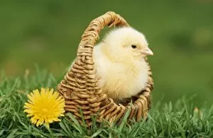 Fowl Gallery: CHICKEN - Chick in basket