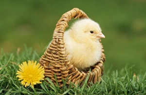 Images Dated 30th September 2008: CHICKEN - Chick in basket