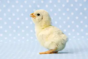 Chicken - chick on blue spotted background