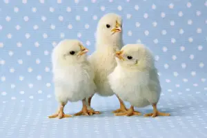 Chicken - chick on blue spotted background