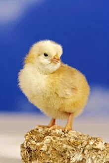 Chickens Gallery: Chicken chick - a few days old