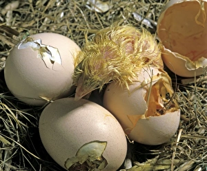 Chicken - Hatching