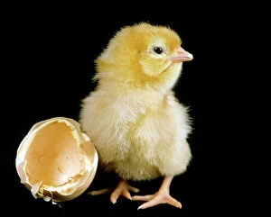 Chicken chick - recently hatched from egg