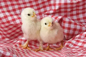 Chicken - chick on red gingham