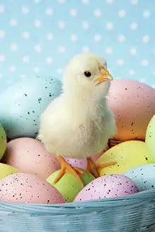 Easter Prints: Chicken - chick sitting on coloured eggs Digital Manipulation: changed basket from straw to blue