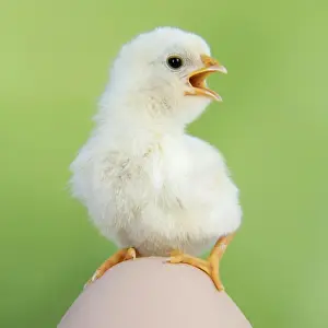 CHICKEN - chick sitting on a large egg
