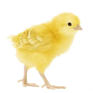 Farm Animal Prints: Chicken - chick in studio