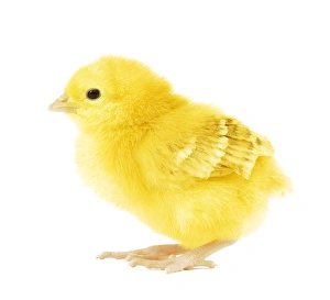 Chickens Collection: Chicken - chick in studio