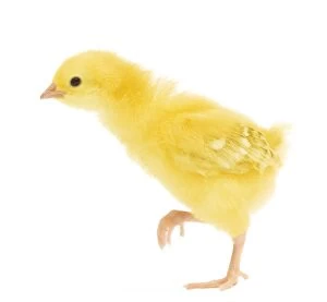 Chickens Collection: Chicken - chick in studio