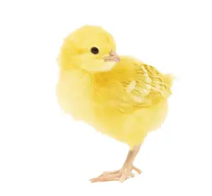 Chicken - chick in studio