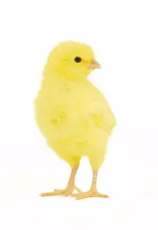 Chicken - chick in studio