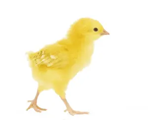 Chicken - chick in studio