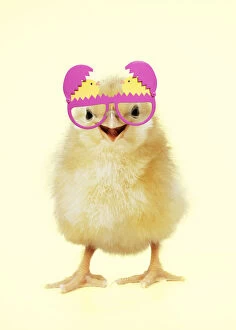 Chicken - Chick wearing easter glasses, smiling, laughing