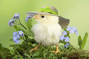Bonnet Gallery: Chicken, chick wearing straw hat