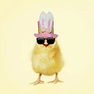 Easter Gallery: Chicken, Chick wearing sunglasses and easter