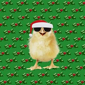 Chicken - Chick wearing sunglasses and Father Christmas