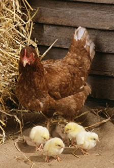 Chicken - with four Chicks