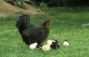 Free Range Prints: Chicken With chicks