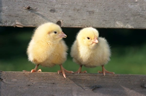 Chicken - two chicks balancing on fence